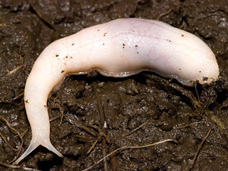 New worm-eating slugs in Wales