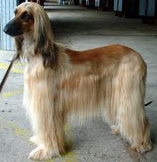 Afghan Hound - Top Training Tips