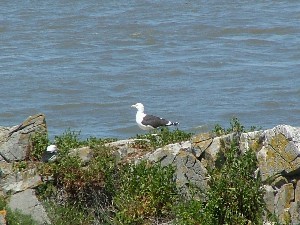 Greater Black-Backed Gulls of Flat Holm