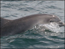 Bottlenose Dolphin off Welsh Coast