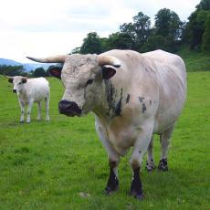 A Welsh white cow and calf will have a starring role at this year’s Royal Welsh Agricultural Show at Llanelwedd, Builth Wells (July 21-24). They will be taking pride of place on the Welsh Willdlife Trusts’ stand in the Countryside Care Area of the Showground.